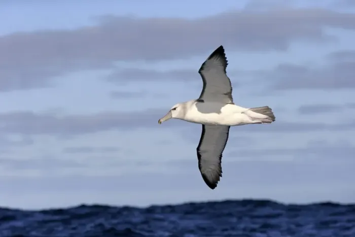 Framed Print : Shy Albatross (Thalassarche cauta) adult, in flight low over sea, Cape of Good Hope, Western Cape, South Africa, June Framed Print : Shy Albatross (Thalassarche cauta) adult, in flight low over sea, Cape of Good Hope, Western Cape, South Africa, June