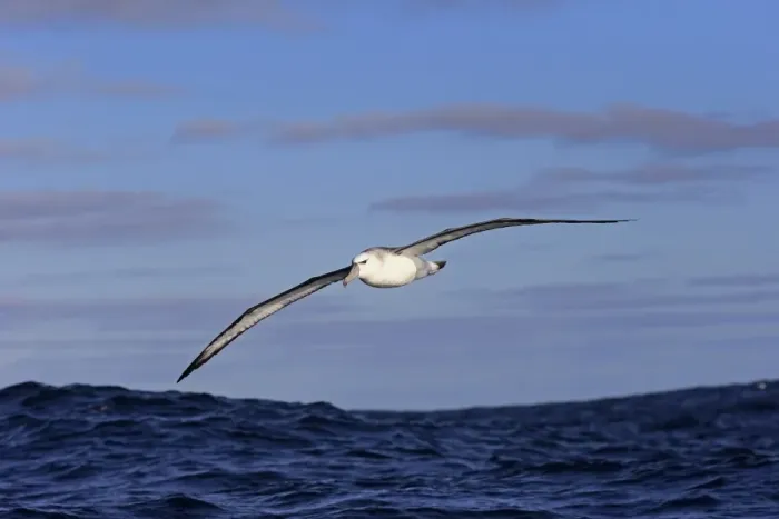 Framed Print : Shy Albatross (Thalassarche cauta) adult, in flight low over sea, Cape of Good Hope, Western Cape, South Africa, June Framed Print : Shy Albatross (Thalassarche cauta) adult, in flight low over sea, Cape of Good Hope, Western Cape, South Africa, June