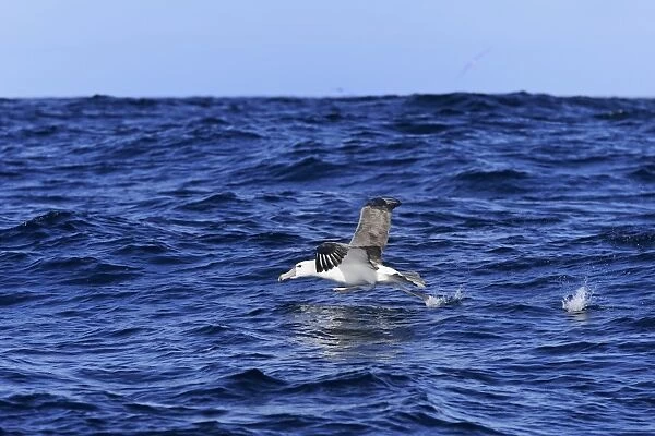 Shy Albatross (Thalassarche cauta) adult, in flight, taking off from surface of sea, Cape of Good Hope, Western Cape