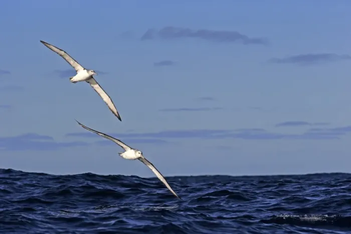 Framed Print : Shy Albatross (Thalassarche cauta) adult pair, in flight low over sea, Cape of Good Hope, Western Cape, South Africa