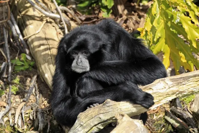 Framed Print : Siamang (Symphalangus syndactylus) adult male, resting on log (captive) Framed Print : Siamang (Symphalangus syndactylus) adult male, resting on log (captive)