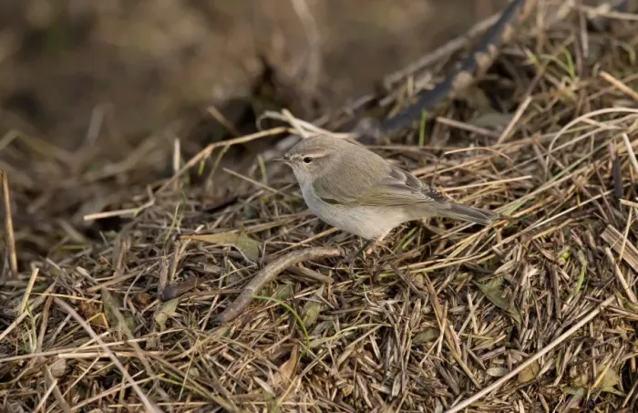 Framed Print : Siberian Chiffchaff (Phylloscopus collybita tristis) adult, vagrant standing on tidal wrack, Burton Marsh Framed Print : Siberian Chiffchaff (Phylloscopus collybita tristis) adult, vagrant standing on tidal wrack, Burton Marsh