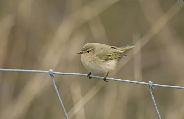 Framed Print : Siberian Chiffchaff (Phylloscopus collybita tristis) adult, vagrant perched on wire fence, Burton Marsh Framed Print : Siberian Chiffchaff (Phylloscopus collybita tristis) adult, vagrant perched on wire fence, Burton Marsh
