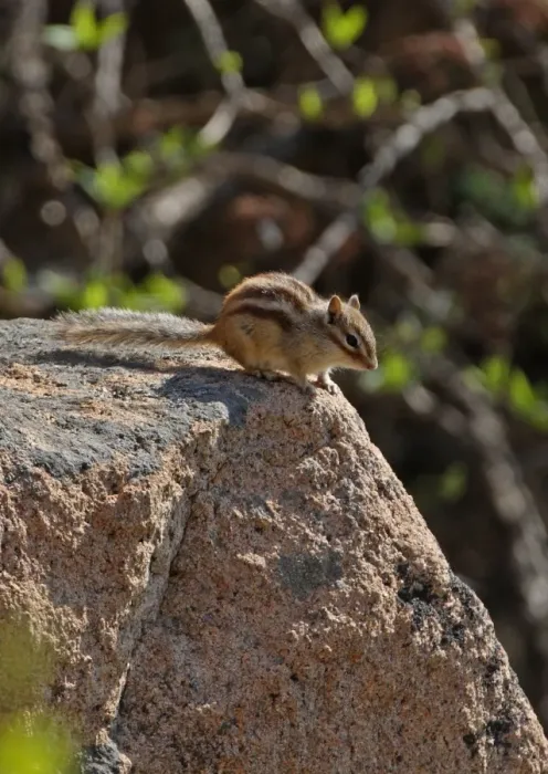 Framed Print : Siberian Chipmunk (Tamias sibiricus) adult, standing on rock, Zushan Forest Park, Quinhuangdao, China, may Framed Print : Siberian Chipmunk (Tamias sibiricus) adult, standing on rock, Zushan Forest Park, Quinhuangdao, China, may