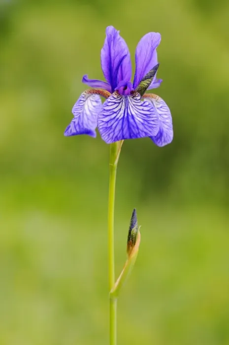 Framed Print : Siberian Iris (Iris sibirica) flowering, Italy, may Framed Print : Siberian Iris (Iris sibirica) flowering, Italy, may