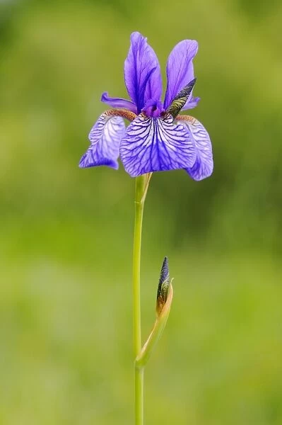 Siberian Iris (Iris sibirica) flowering, Italy, may