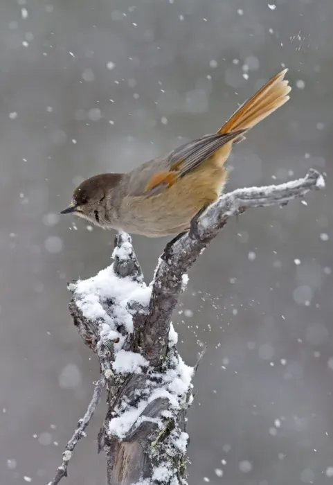 Framed Print : Siberian Jay (Perisoreus infaustus) adult, perched on snow covered branch during snowfall, Finland, march Framed Print : Siberian Jay (Perisoreus infaustus) adult, perched on snow covered branch during snowfall, Finland, march