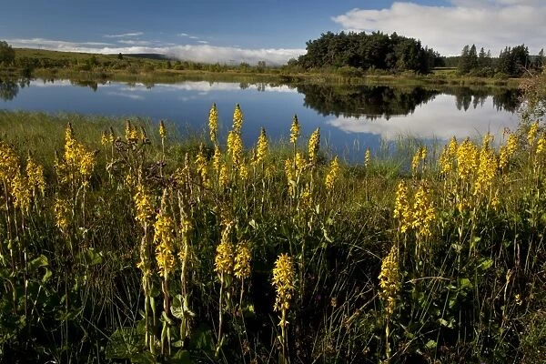 Siberian Ligularia (Ligularia sibirica) flowering mass, growing in marshland habitat at edge of lake, Lac de Bourdouze