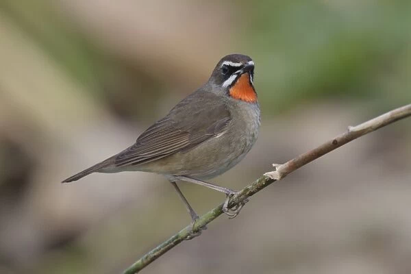 Siberian Rubythroat (Luscinia calliope) adult male, perched on stem, Long Valley, New Territories, Hong Kong, China