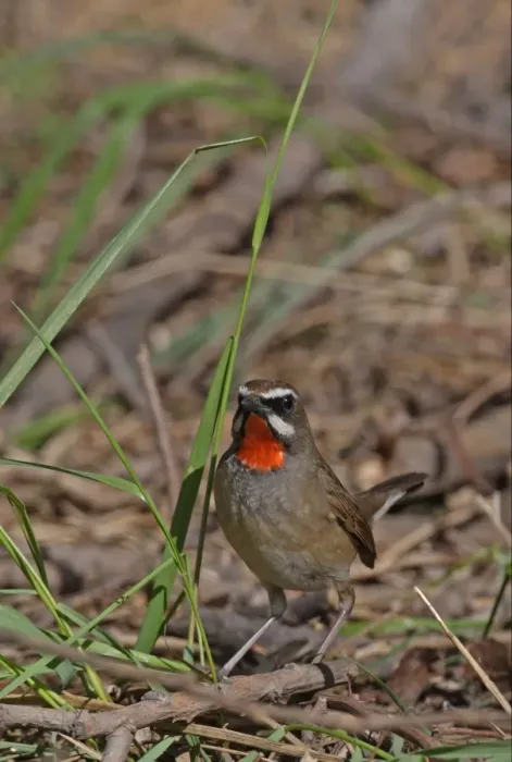 Framed Print : Siberian Rubythroat (Luscinia calliope) adult male, standing on ground, Beidaihe, Hebei, China, may Framed Print : Siberian Rubythroat (Luscinia calliope) adult male, standing on ground, Beidaihe, Hebei, China, may
