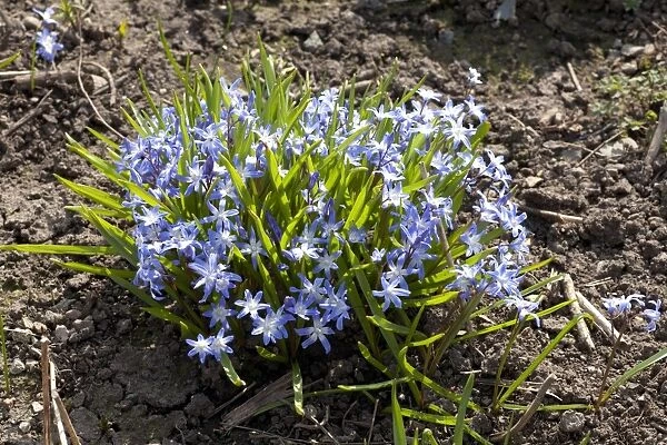 Siberian Squill (Scilla siberica) flowering, clump in garden, Powys, Wales, March