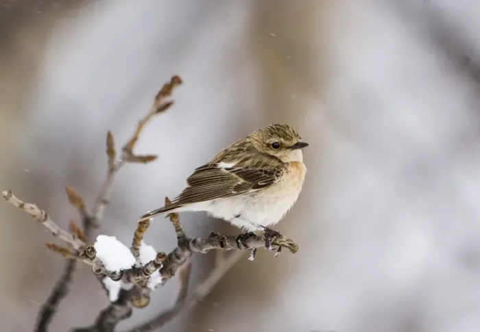 Framed Print : Siberian Stonechat (Saxicola maurus) adult female, perched on twig in snowfall, on migration, Kazbegi, Great Caucasus, Caucasus Mountains, Georgia, april Framed Print : Siberian Stonechat (Saxicola maurus) adult female, perched on twig in snowfall, on migration, Kazbegi, Great Caucasus, Caucasus Mountains, Georgia, april