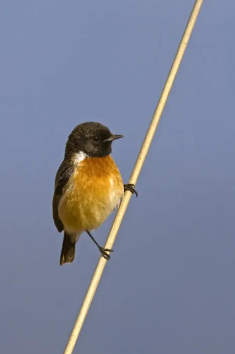 Framed Print : Siberian Stonechat (Saxicola maurus) adult male, perched on reed stem, Uttaranchal, India, january Framed Print : Siberian Stonechat (Saxicola maurus) adult male, perched on reed stem, Uttaranchal, India, january