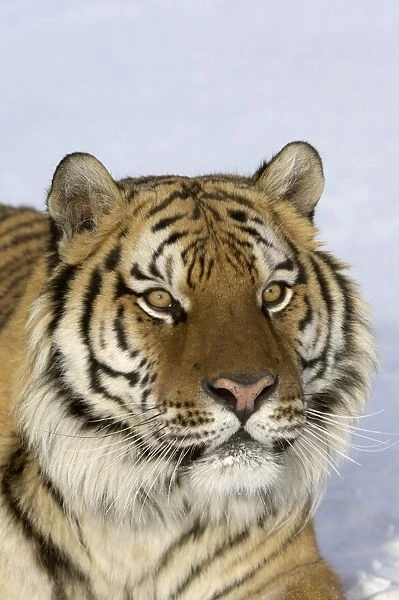 Siberian Tiger (Panthera tigris altaica) adult in snow, close-up of head