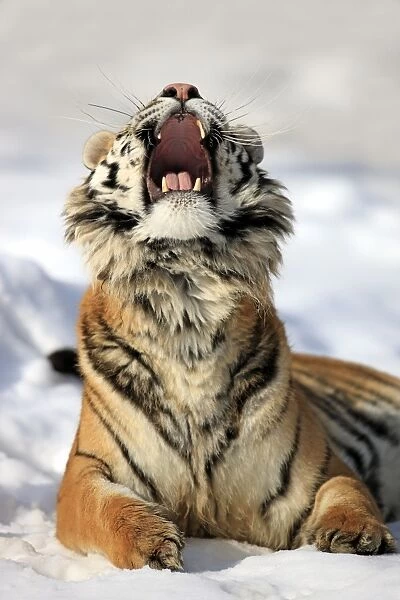 Siberian Tiger (Panthera tigris altaica) immature male, with mouth open, resting in snow, winter (captive)