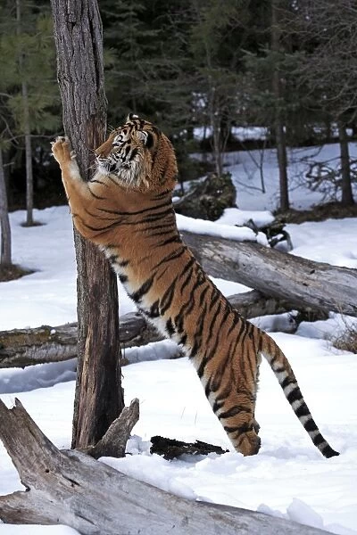 Siberian Tiger (Panthera tigris altaica) immature male, scratching tree trunk in snow, winter (captive)