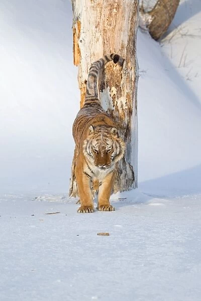 Siberian Tiger (Panthera tigris altaica) adult male, scent marking tree trunk in snow, winter (captive)