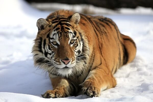 Siberian Tiger (Panthera tigris altaica) immature male, resting in snow, winter (captive)