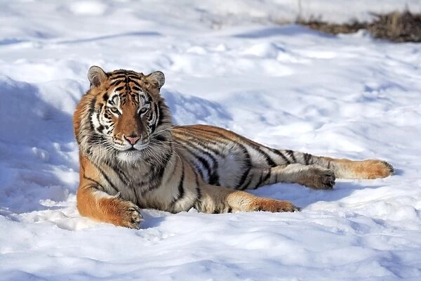 Siberian Tiger (Panthera tigris altaica) immature male, resting in snow, winter (captive)