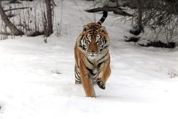 Siberian Tiger (Panthera tigris altaica) immature male, running in snow, winter (captive)