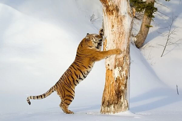Siberian Tiger (Panthera tigris altaica) adult male, scratching tree trunk in snow, winter (captive)