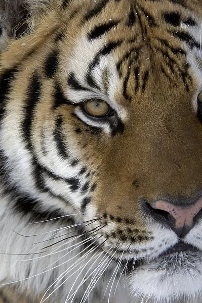 Siberian Tiger (Panthera tigris altaica) adult, close-up of face