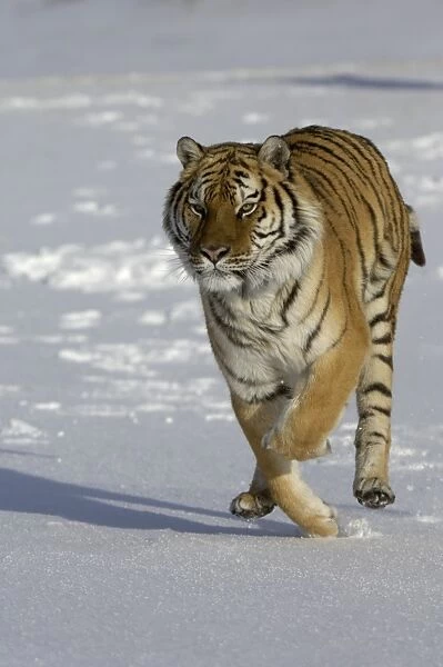 Siberian Tiger (Panthera tigris altaica) adult, running through snow