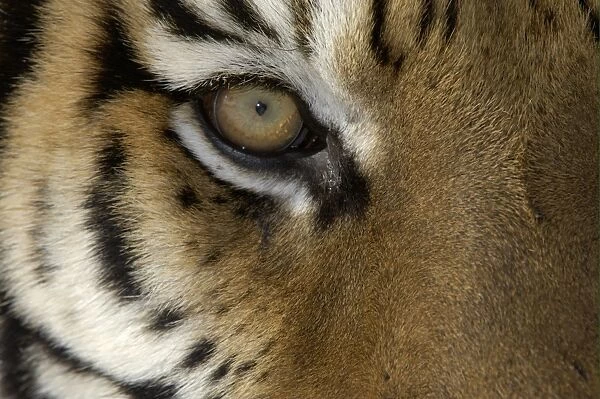 Siberian Tiger (Panthera tigris altaica) adult, close-up of eye