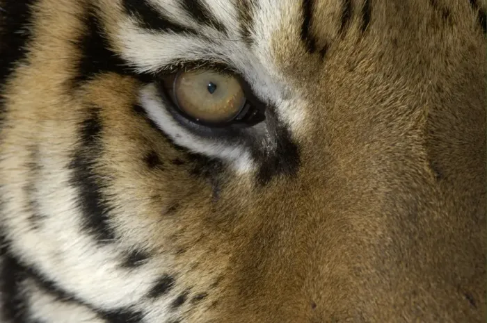 Framed Print : Siberian Tiger (Panthera tigris altaica) adult, close-up of eye Framed Print : Siberian Tiger (Panthera tigris altaica) adult, close-up of eye