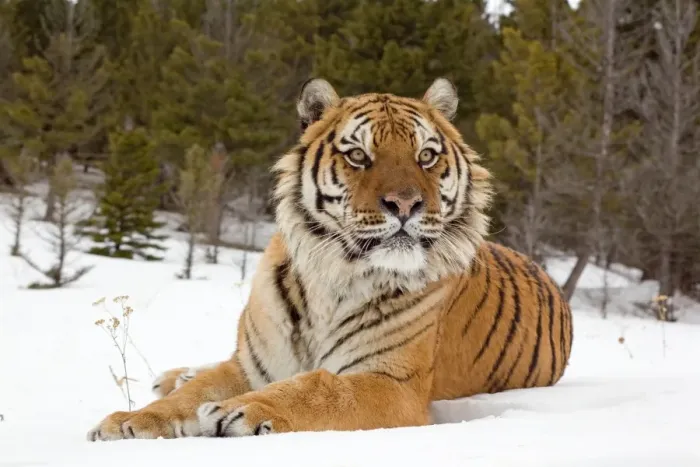Framed Print : Siberian Tiger (Panthera tigris altaica) adult, resting in snow, winter (captive) Framed Print : Siberian Tiger (Panthera tigris altaica) adult, resting in snow, winter (captive)