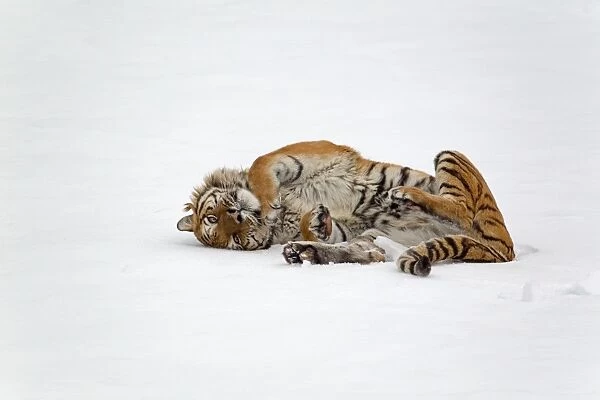 Siberian Tiger (Panthera tigris altaica) adult, rolling in snow, winter (captive)