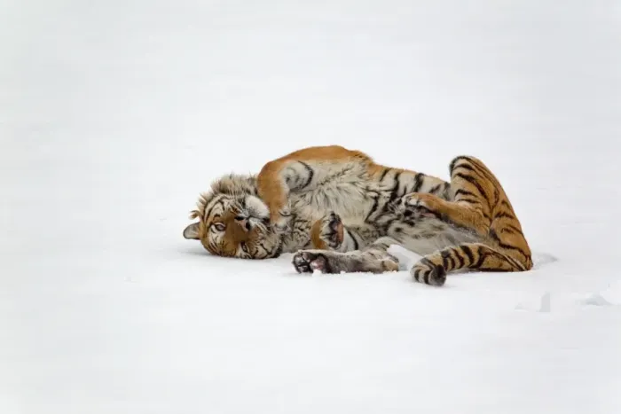 Framed Print : Siberian Tiger (Panthera tigris altaica) adult, rolling in snow, winter (captive)
