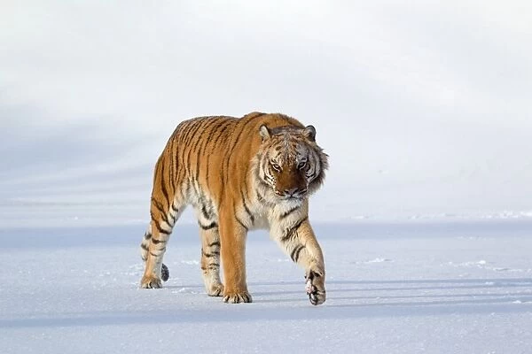 Siberian Tiger (Panthera tigris altaica) adult, walking in snow, winter (captive)