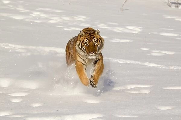 Siberian Tiger (Panthera tigris altaica) adult, running in snow, winter (captive)