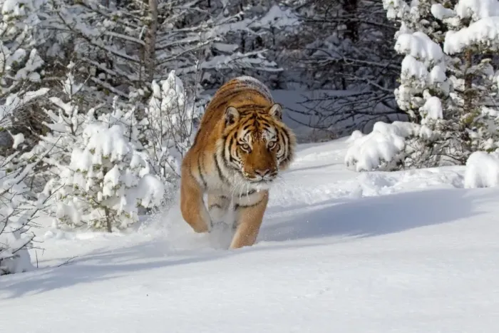 Framed Print : Siberian Tiger (Panthera tigris altaica) adult, walking in snow, winter (captive) Framed Print : Siberian Tiger (Panthera tigris altaica) adult, walking in snow, winter (captive)
