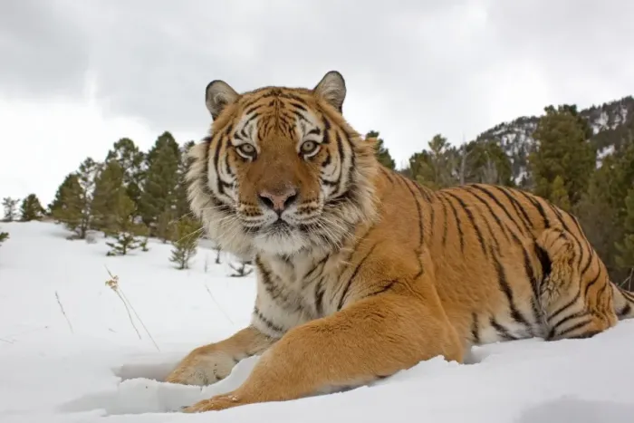 Framed Print : Siberian Tiger (Panthera tigris altaica) adult, resting in snow, winter (captive) Framed Print : Siberian Tiger (Panthera tigris altaica) adult, resting in snow, winter (captive)