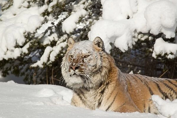 Siberian Tiger (Panthera tigris altaica) adult, with snow on head, resting in snow, winter (captive)