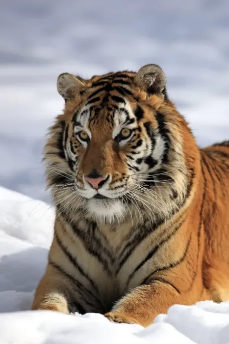 Framed Print : Siberian Tiger (Panthera tigris altaica) immature male, close-up of head, resting in snow, winter (captive) Framed Print : Siberian Tiger (Panthera tigris altaica) immature male, close-up of head, resting in snow, winter (captive)