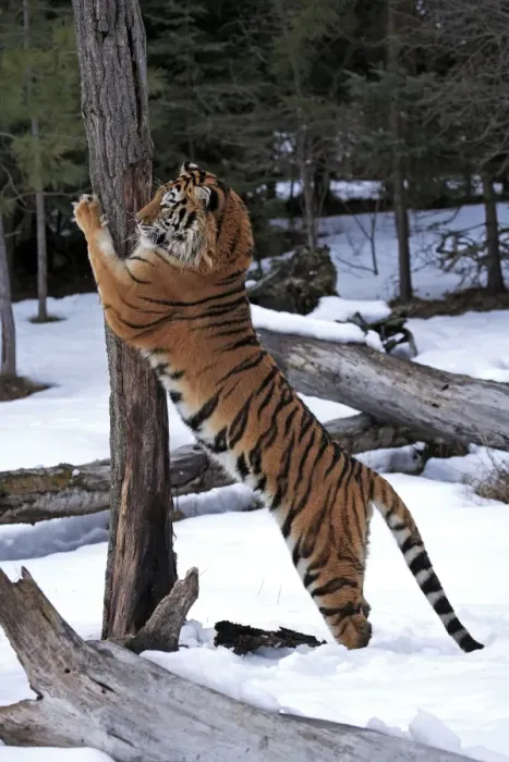 Framed Print : Siberian Tiger (Panthera tigris altaica) immature male, scratching tree trunk in snow, winter (captive)