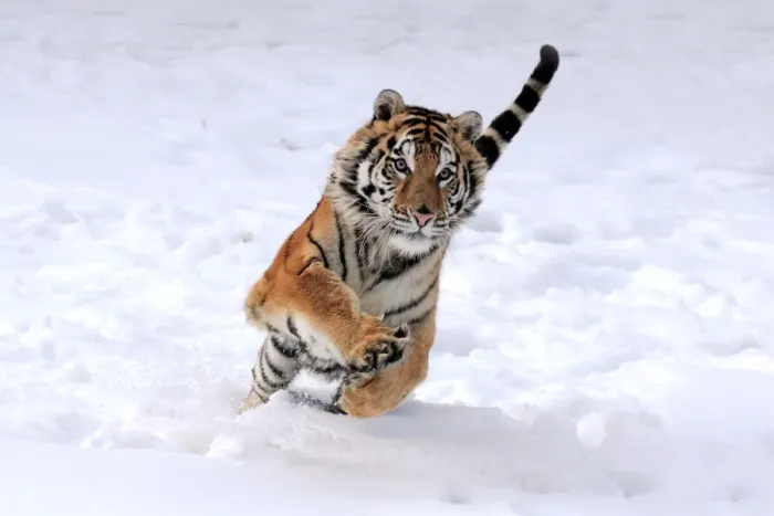 Framed Print : Siberian Tiger (Panthera tigris altaica) immature male, running in snow, winter (captive) Framed Print : Siberian Tiger (Panthera tigris altaica) immature male, running in snow, winter (captive)