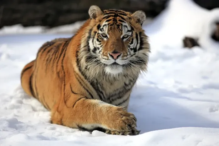 Framed Print : Siberian Tiger (Panthera tigris altaica) immature male, resting in snow, winter (captive) Framed Print : Siberian Tiger (Panthera tigris altaica) immature male, resting in snow, winter (captive)