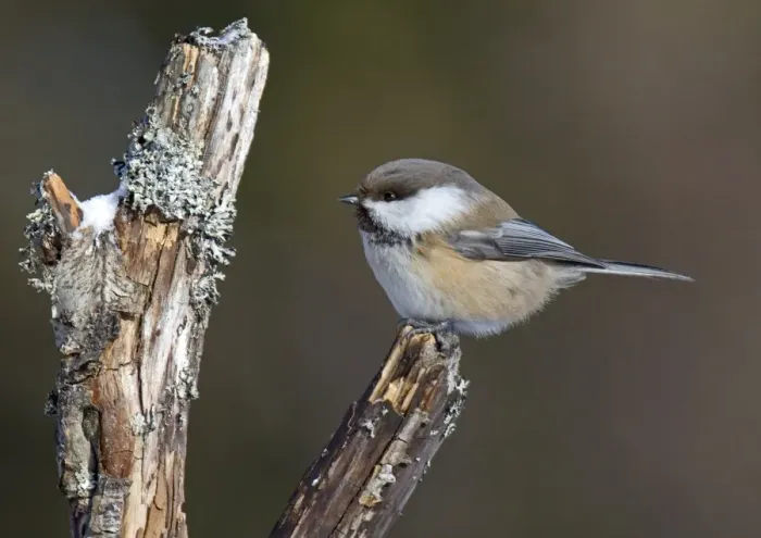 Framed Print : Siberian Tit (Parus cinctus) adult, perched on stump, Lapland, Finland, march Framed Print : Siberian Tit (Parus cinctus) adult, perched on stump, Lapland, Finland, march