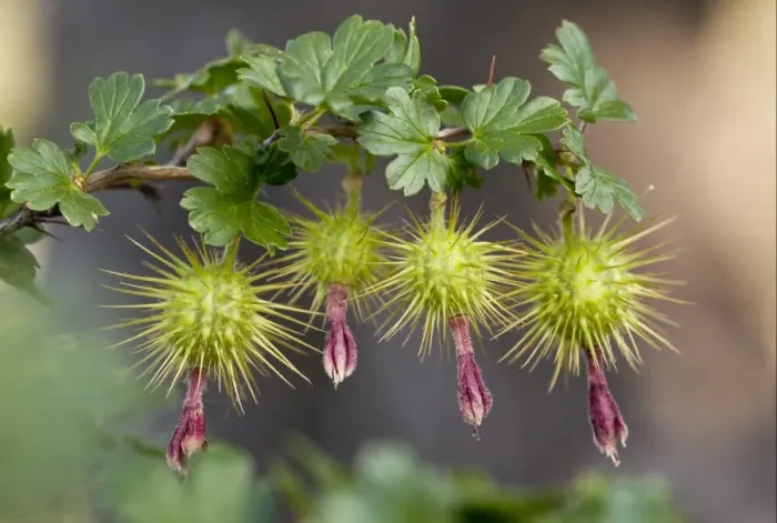 Framed Print : Sierra Gooseberry (Ribes roezlii) close-up of fruit, Sierra Nevada, California, U. S. A. july Framed Print : Sierra Gooseberry (Ribes roezlii) close-up of fruit, Sierra Nevada, California, U. S. A. july