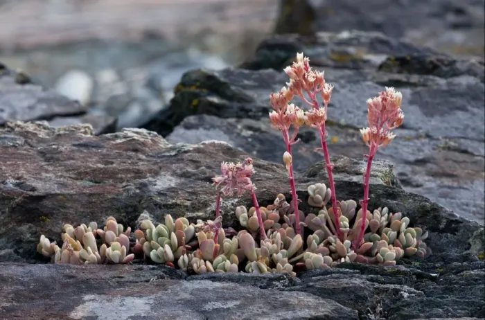 Framed Print : Sierra Stonecrop (Sedum obtusatum) flowering, growing amongst rocks, Lakes Basin, Sierra Nevada, California, U. S. A Framed Print : Sierra Stonecrop (Sedum obtusatum) flowering, growing amongst rocks, Lakes Basin, Sierra Nevada, California, U. S. A