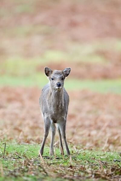 Sika Deer (Cervus nippon) introduced species, fawn, standing in rain, Knole Park, Kent, England, february