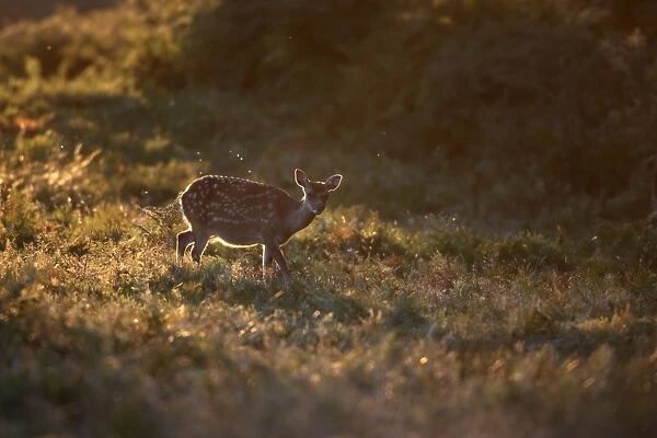 Sika Deer (Cervus nippon) introduced species, fawn, backlit, walking amongst bracken, England, september