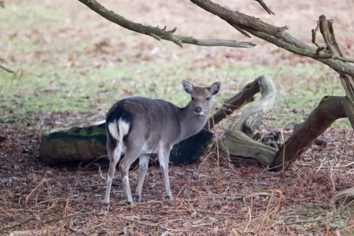 Framed Print : Sika Deer (Cervus nippon) introduced species, doe, standing beside fallen branches, Knole Park, Kent, England, february Framed Print : Sika Deer (Cervus nippon) introduced species, doe, standing beside fallen branches, Knole Park, Kent, England, february