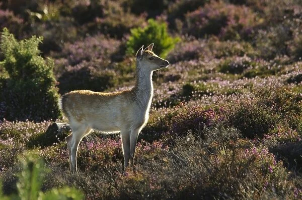 Sika Deer (Cervus nippon) introduced species, calf, standing on heathland, Arne RSPB Reserve, Dorset, England, august