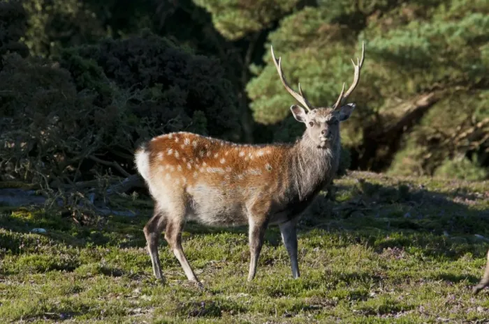Framed Print : Sika Deer (Cervus nippon) introduced species, stag, standing on heathland, Arne RSPB Reserve, Dorset, England, august