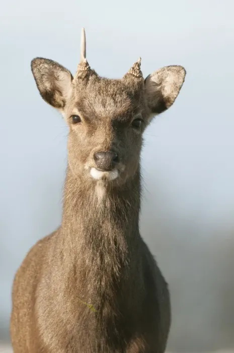 Framed Print : Sika Deer (Cervus nippon) introduced species, stag, winter coat, close-up of head, Kent, England, January Framed Print : Sika Deer (Cervus nippon) introduced species, stag, winter coat, close-up of head, Kent, England, January